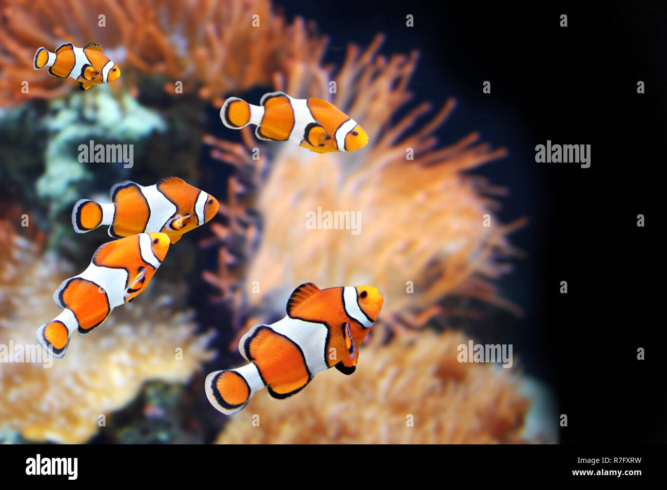 Anémone de mer et poisson clown en aquarium marin sur fond noir. Maquette modèle. L'espace de copie pour le texte Banque D'Images