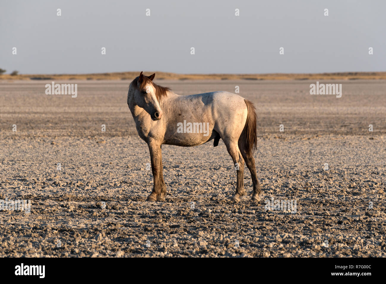 Cheval sur Makgadikgadi Pan Pan, Nwetwe au Botswana Banque D'Images
