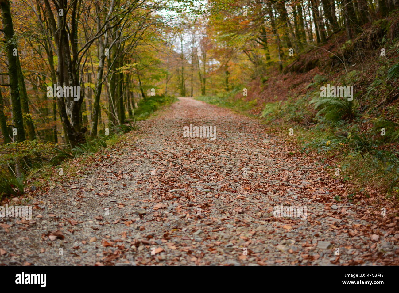 Welsh Mountain voie couverte de feuilles d'automne Banque D'Images