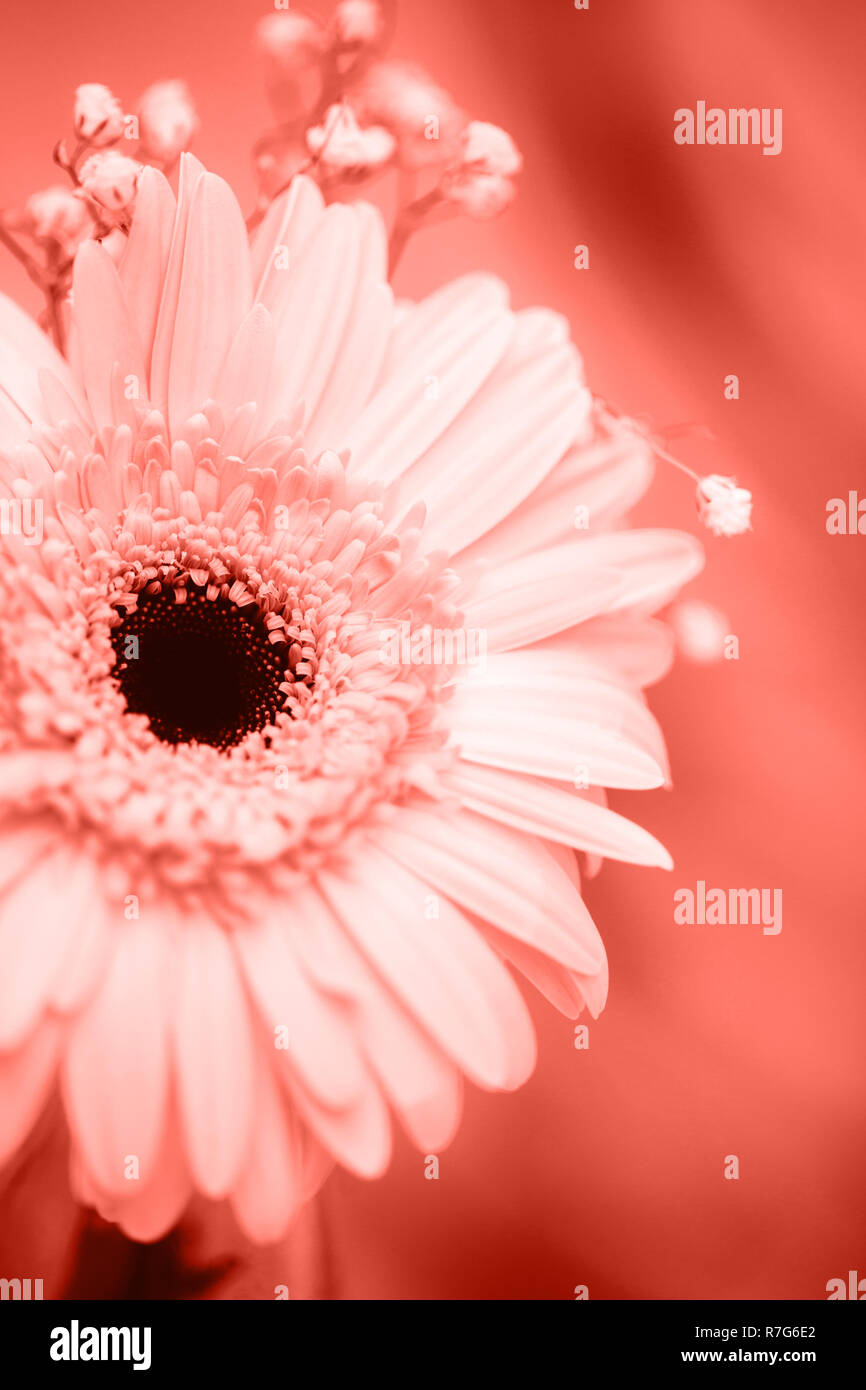 Gerbera rose sur table en bois Banque D'Images