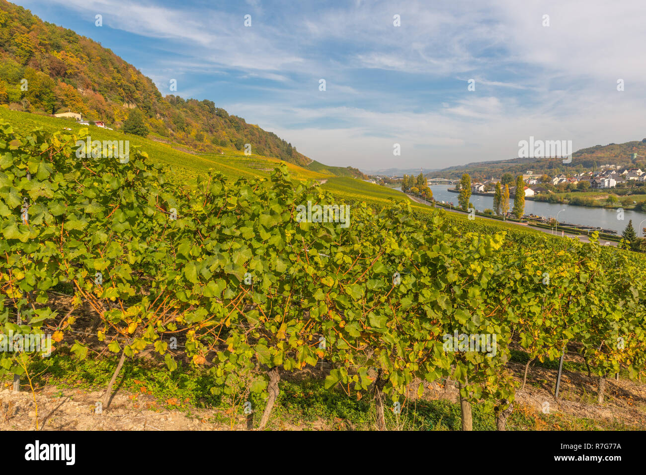 Le vignoble et dans la vallée de la Moselle, Grand-duché de Luxembourg, Europe Banque D'Images
