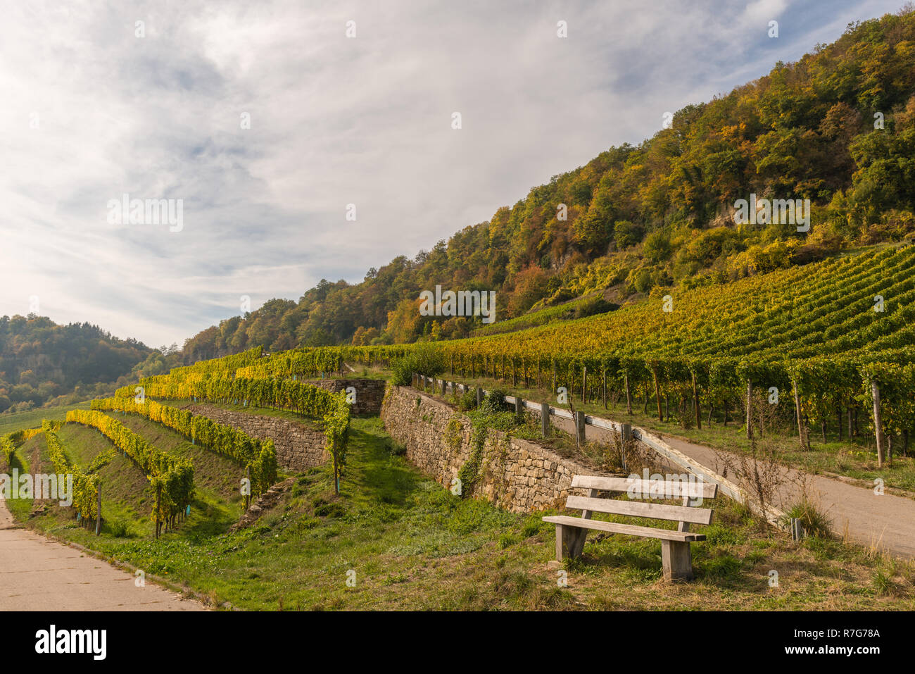 Le vignoble et dans la vallée de la Moselle, Luxembourg, Grand-Duché de Luxembourg, Europe Banque D'Images