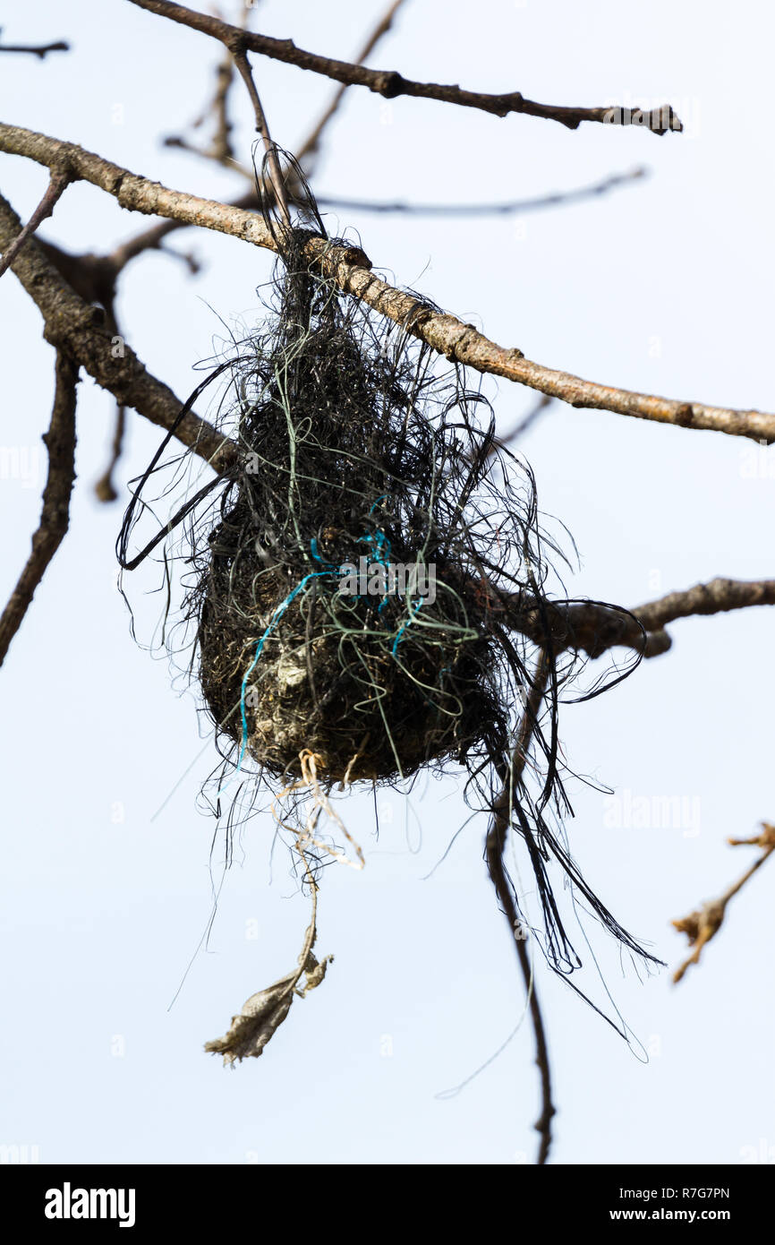 Birds Nest construit à l'aide de ligne de pêche à la ficelle et que les oiseaux ont trouvé autour de la pose Banque D'Images