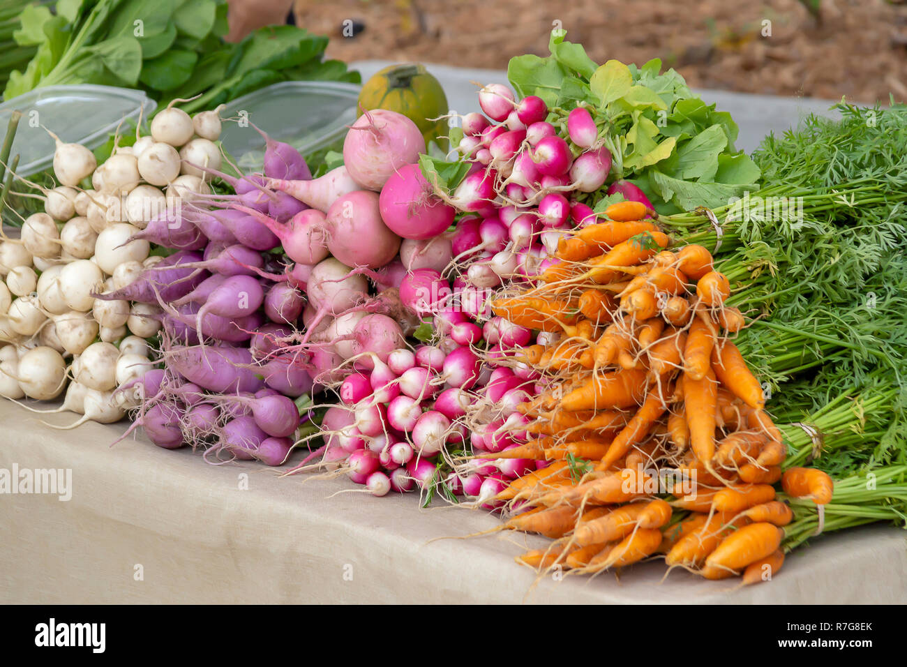 Les carottes fraîchement cueillies, radis, betteraves et autres légumes-racines. Culture biologique par des agriculteurs locaux. Banque D'Images