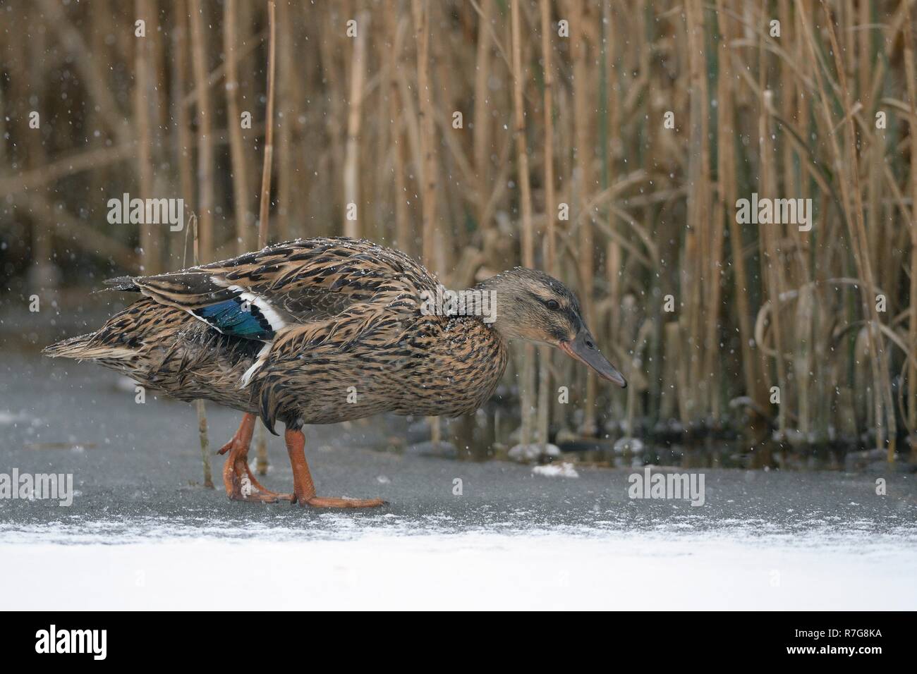 Le Canard colvert (Anas platyrhynchos) femmes marcher sur la neige couverts lac gelé près d'une roselière en chute de neige, Wiltshire, Royaume-Uni, mars. Banque D'Images