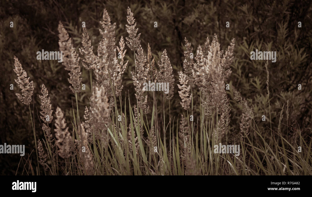 Texture de fond Illustration concept : les hautes herbes dans la lumière du matin, couleurs fanées Banque D'Images