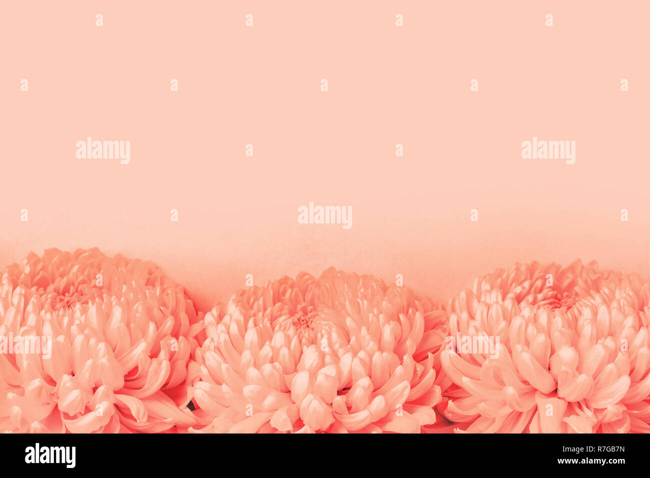 Trois fleurs de chrysanthème en tons de couleur corail vivant. Couleur de l'année 2019. Banque D'Images
