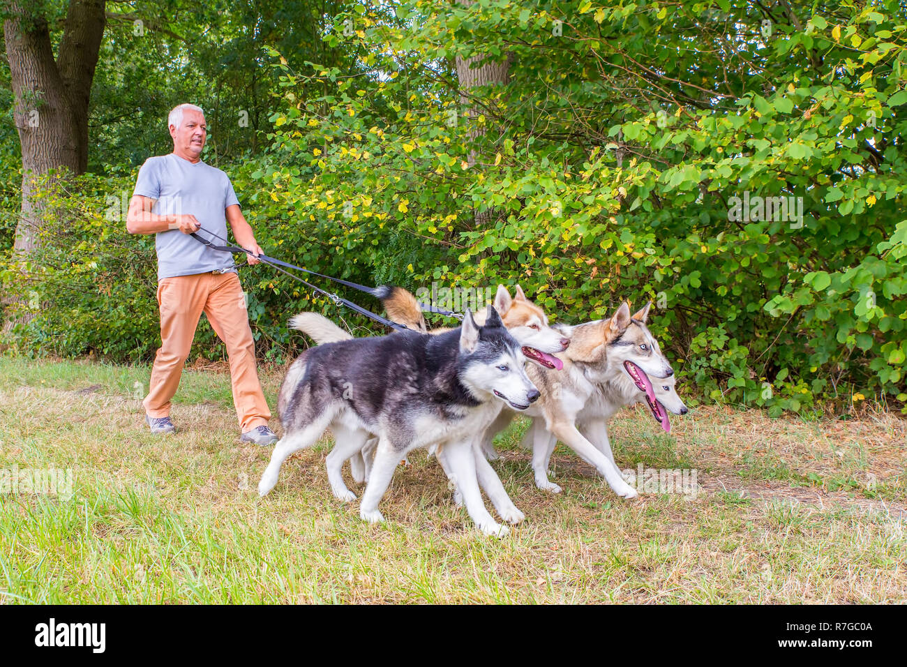 Dutch man walking avec quatre chiens husky dans la nature libre Banque D'Images