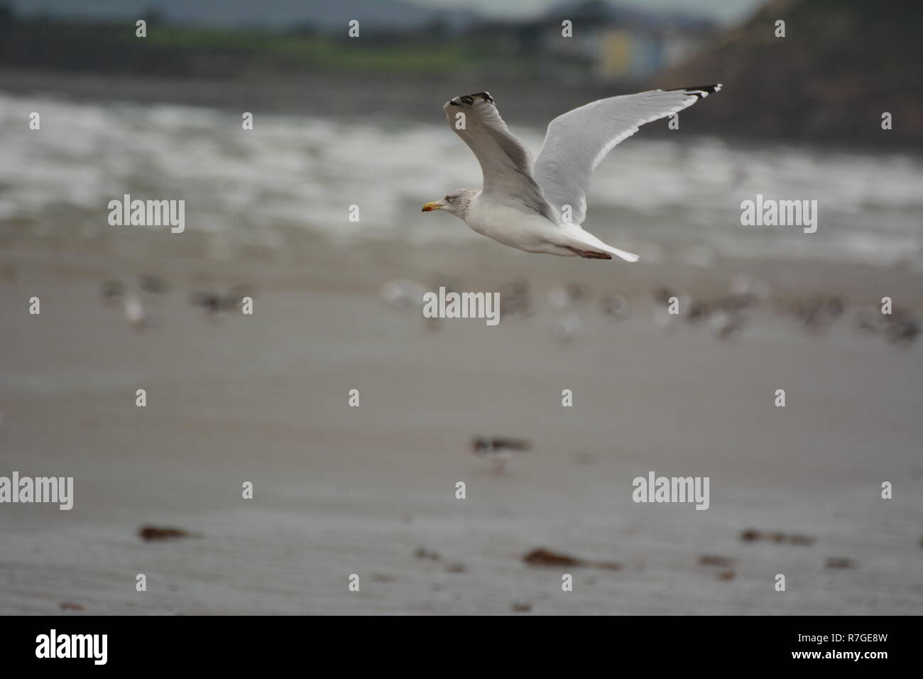 Les oiseaux de Blackrock Sands Banque D'Images