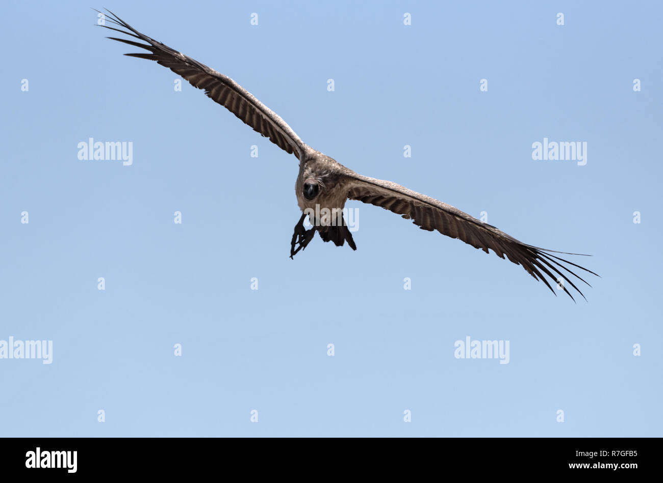 Un vautour en vol, botswana, Africa Banque D'Images