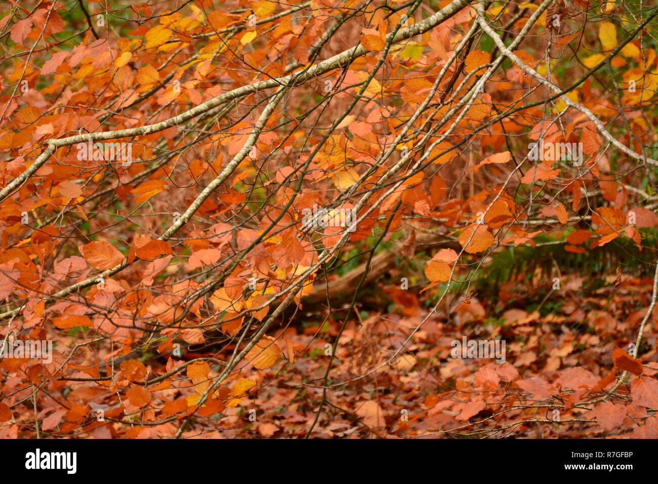 Belles feuilles de l'automne autour de LLyn Mair, Gwynedd Banque D'Images