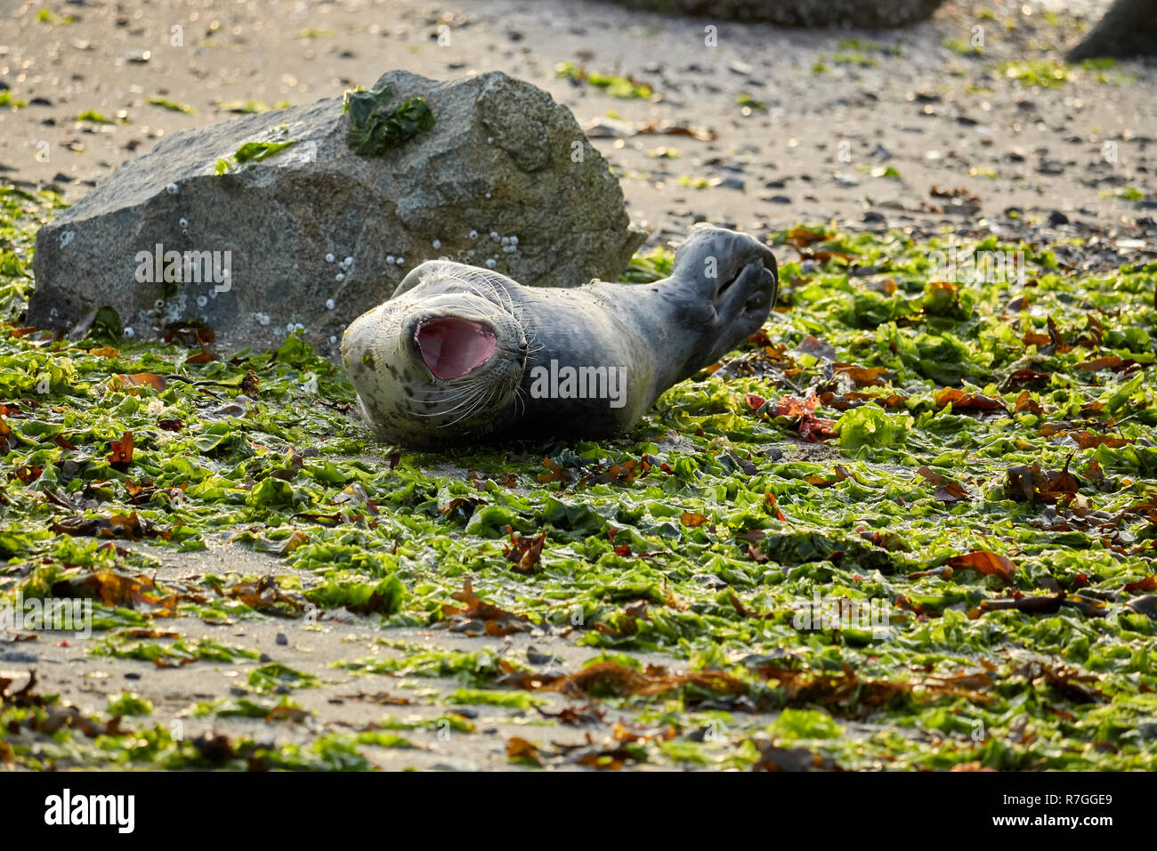 Bébé phoque sur la plage de la ville de Vancouver Banque D'Images