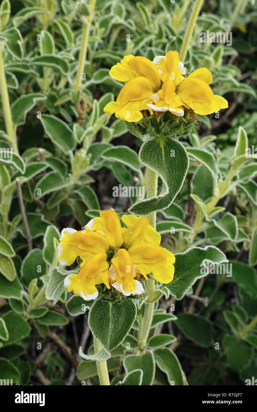 Feuilles jaunes de plantes de sauge Banque de photographies et d’images — free download