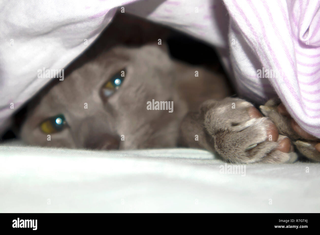 Adorable manteau lisse oriental lilas chat posant sous la couverture sur le lit Banque D'Images