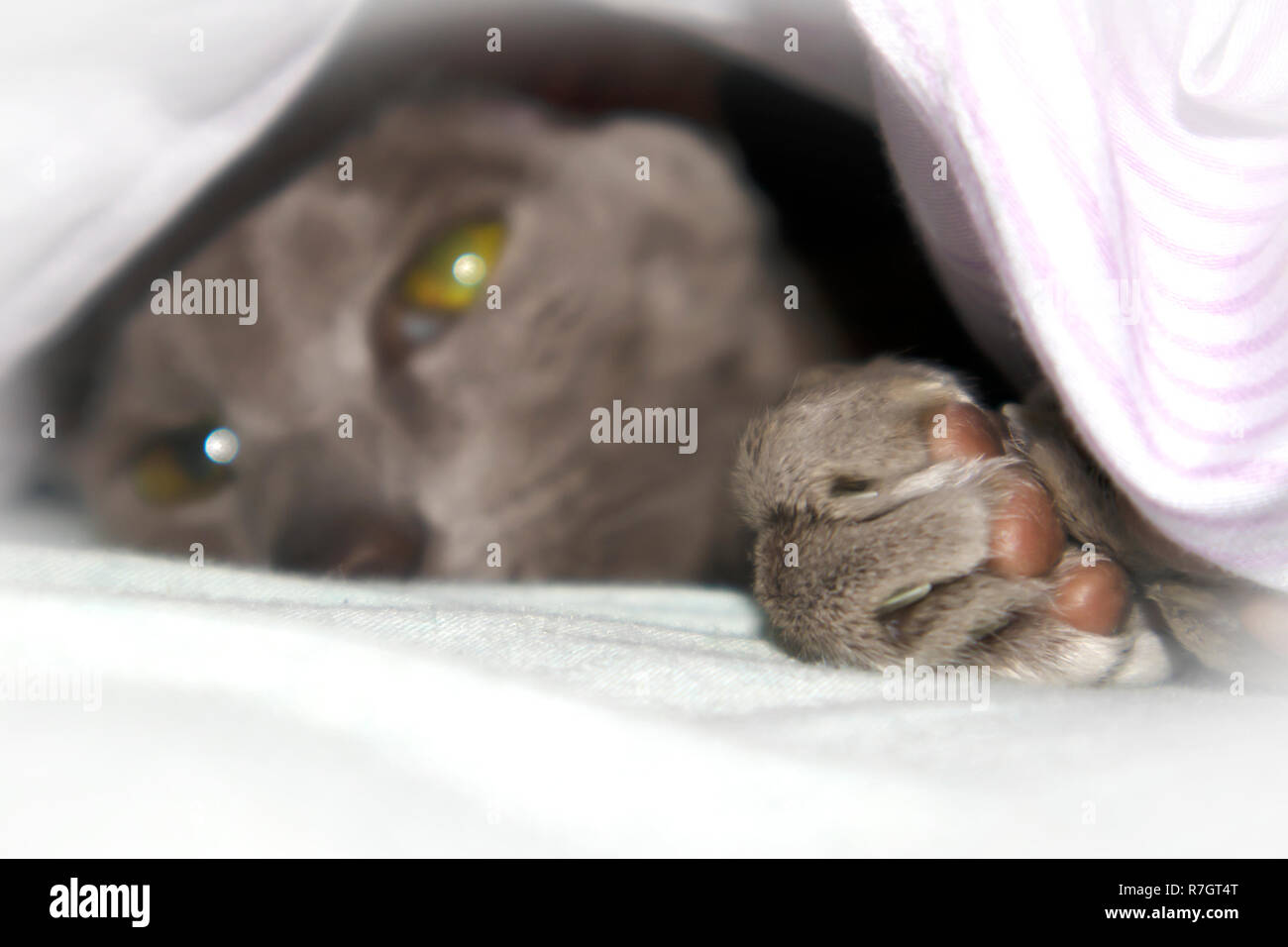 Adorable manteau lisse oriental lilas chat posant sous la couverture sur le lit Banque D'Images