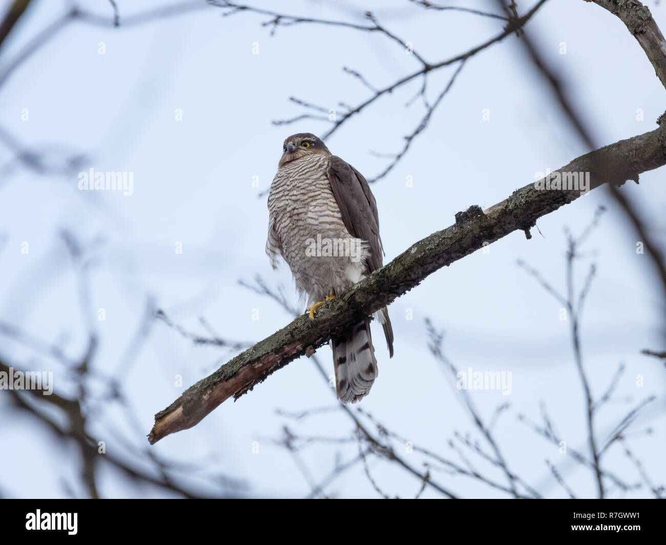 Blanche eurasienne (Accipiter nisus). La Russie. Banque D'Images