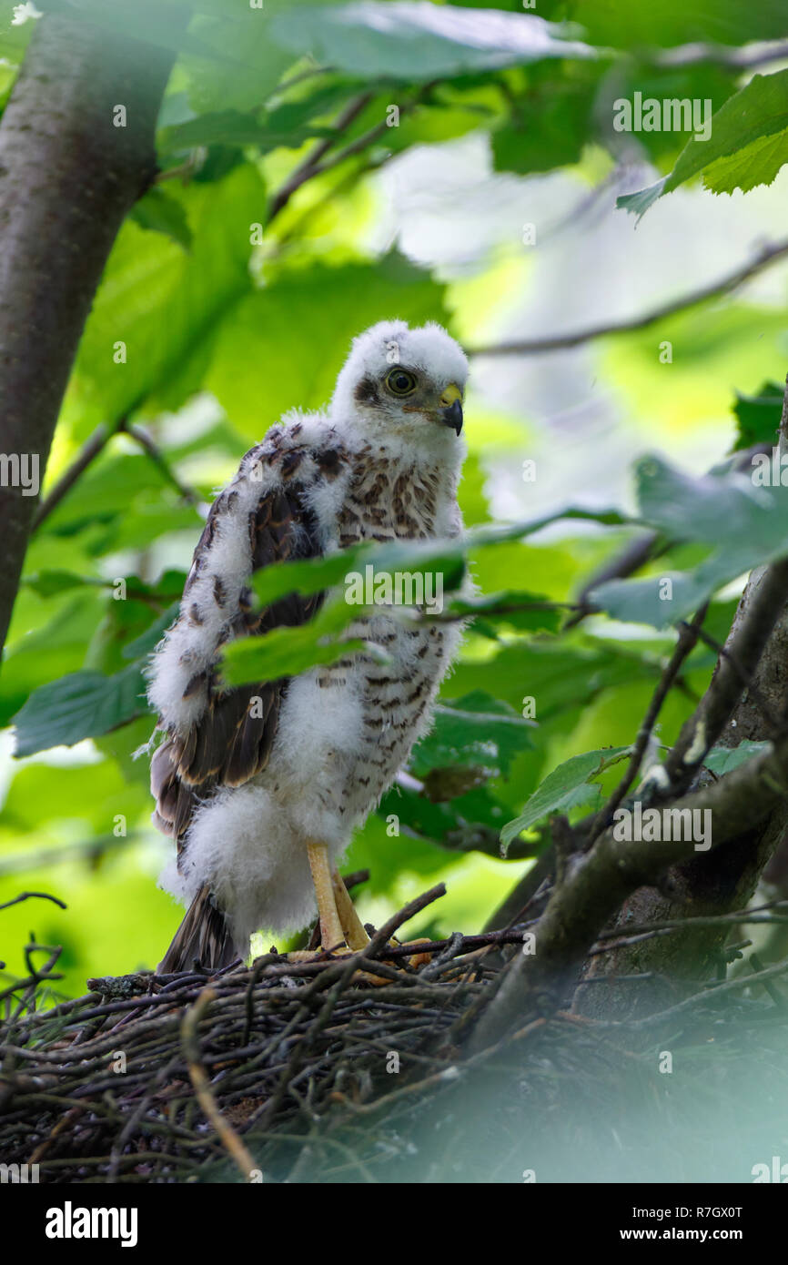 Accipiter nisus. Le nid de l'Europe dans la nature. Banque D'Images