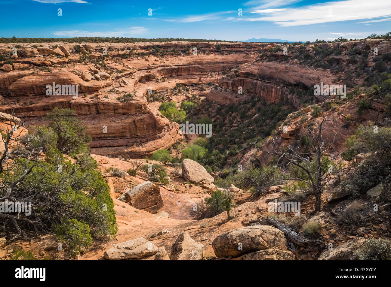 Canyon McLoyd, qui contient le Ancenstral Puebloan Lune Chambre Ruine sur Cedar Mesa, une fois partie d'Oreilles Ours National Monument, Utah, USA Banque D'Images