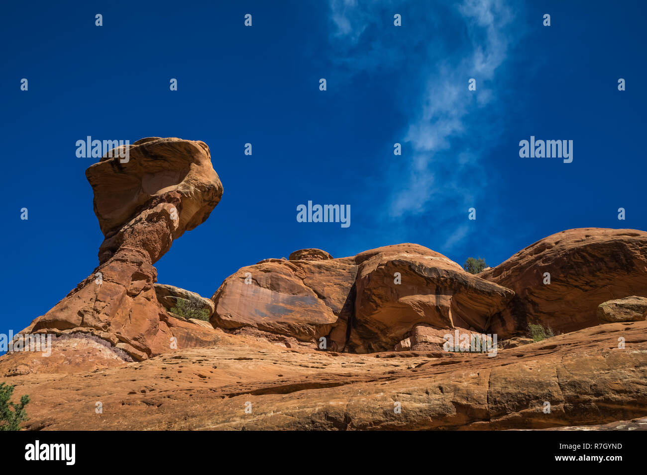 Chambre Lune Ruine sur Cedar Mesa, une fois partie d'Oreilles Ours National Monument, Utah, USA Banque D'Images