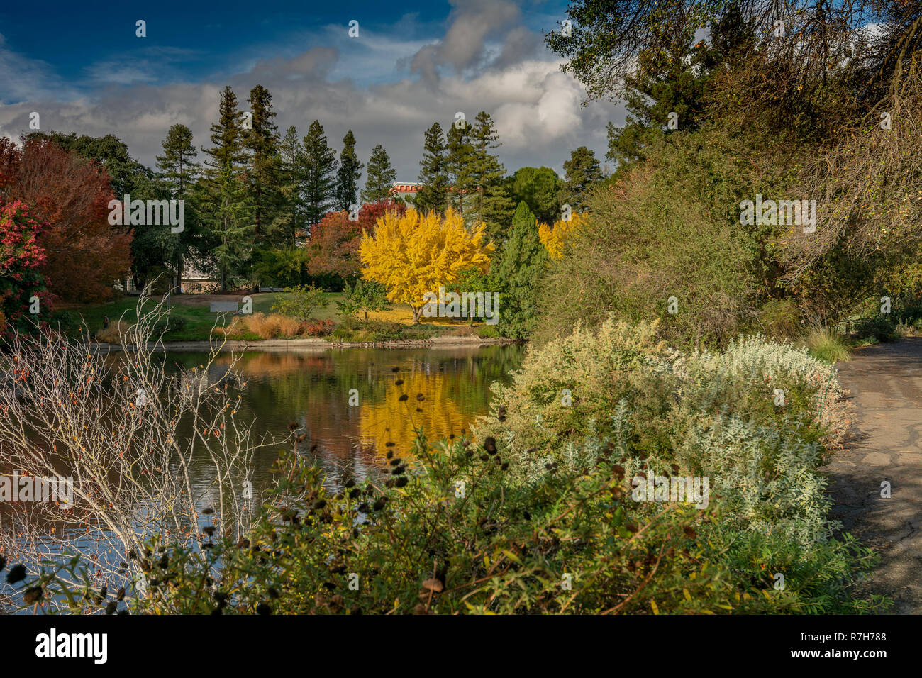 UC Davis arboretum colorés à l'automne sur un lac d'un overseing partiellement nuageux day Banque D'Images