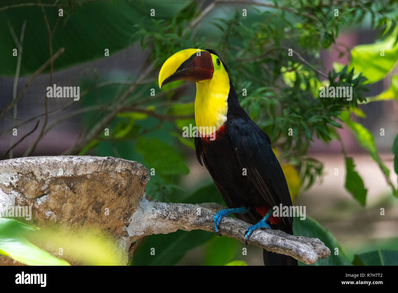 En fonction du Costa Rica ou châtaignier mandibled toucan de Swainson (Ramphastos ambiguus swainsonii). Sous-espèce du toucan à gorge jaune. Banque D'Images