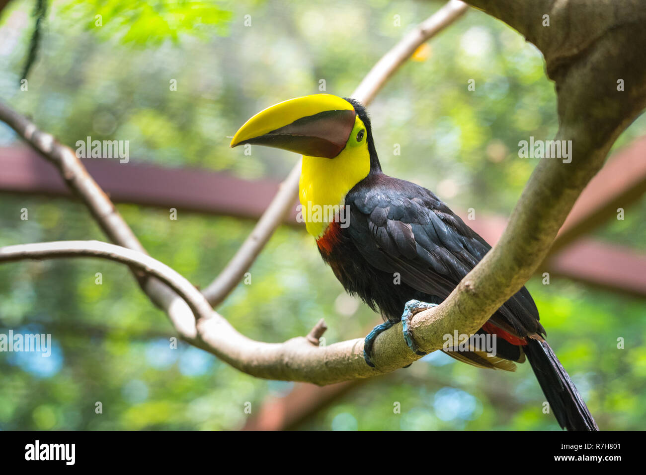 En fonction du Costa Rica ou châtaignier mandibled toucan de Swainson (Ramphastos ambiguus swainsonii). Sous-espèce du toucan à gorge jaune. Banque D'Images