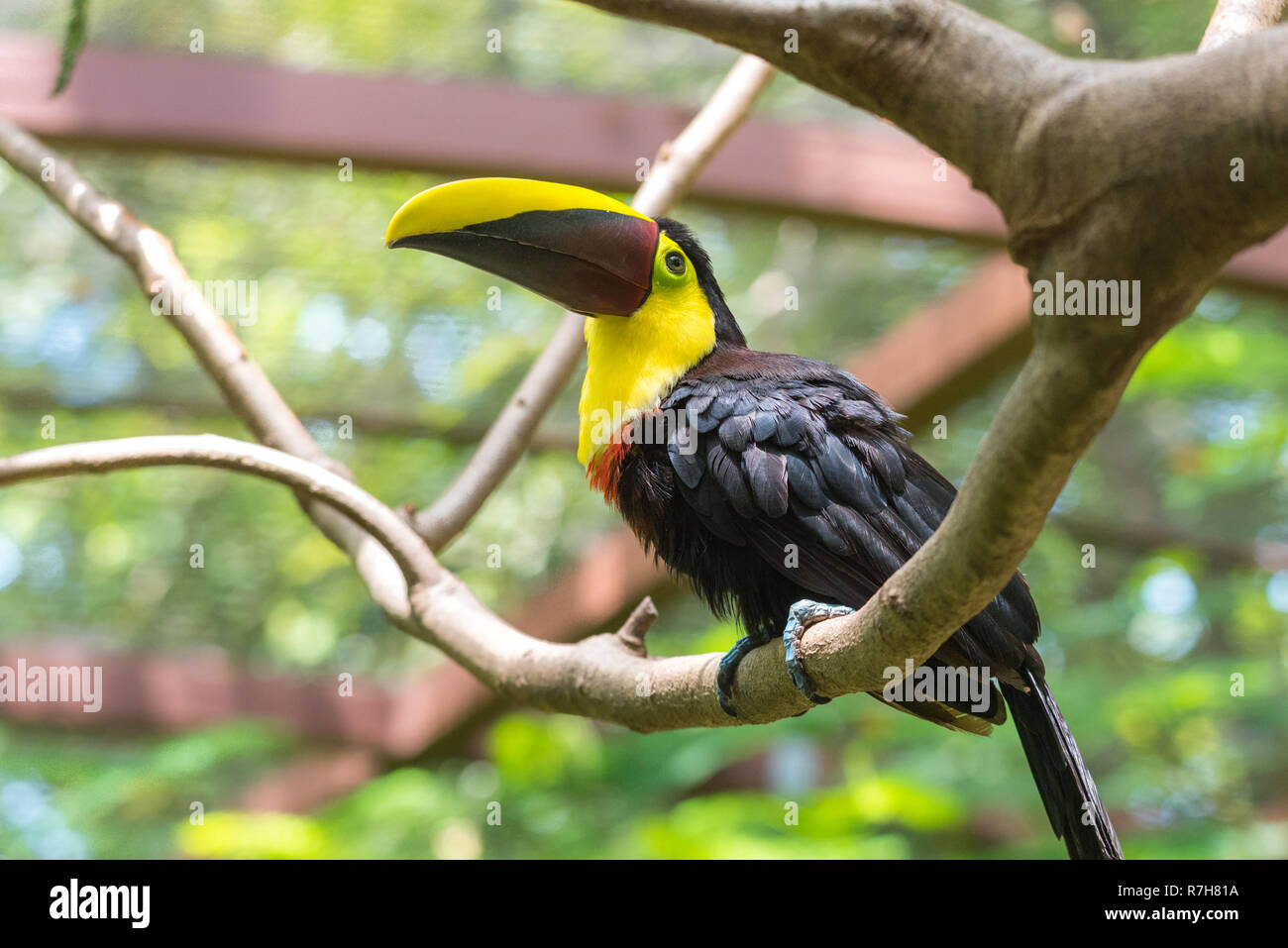 En fonction du Costa Rica ou châtaignier mandibled toucan de Swainson (Ramphastos ambiguus swainsonii). Sous-espèce du toucan à gorge jaune. Banque D'Images