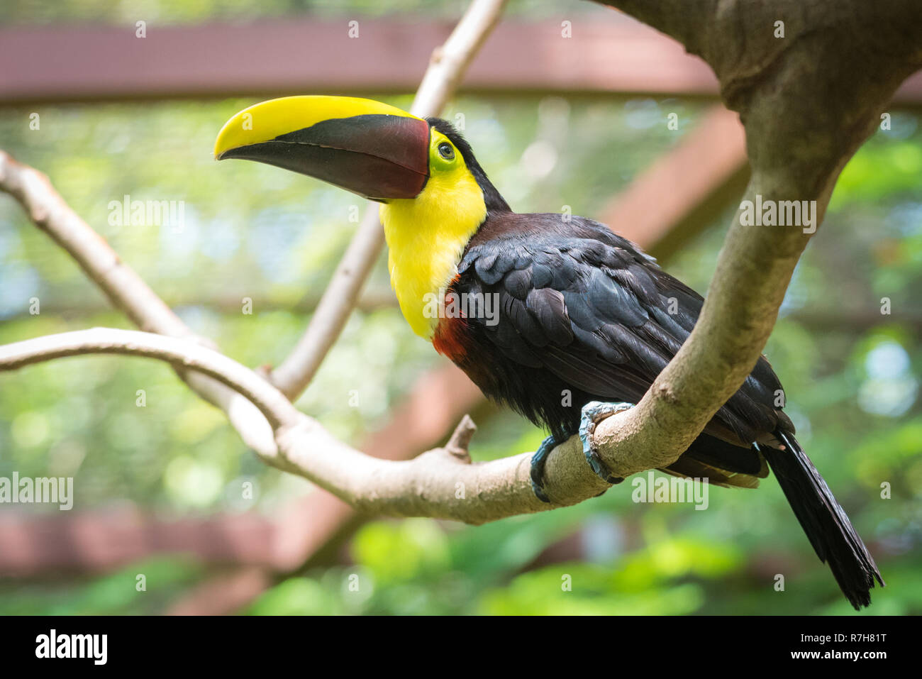 En fonction du Costa Rica ou châtaignier mandibled toucan de Swainson (Ramphastos ambiguus swainsonii). Sous-espèce du toucan à gorge jaune. Banque D'Images