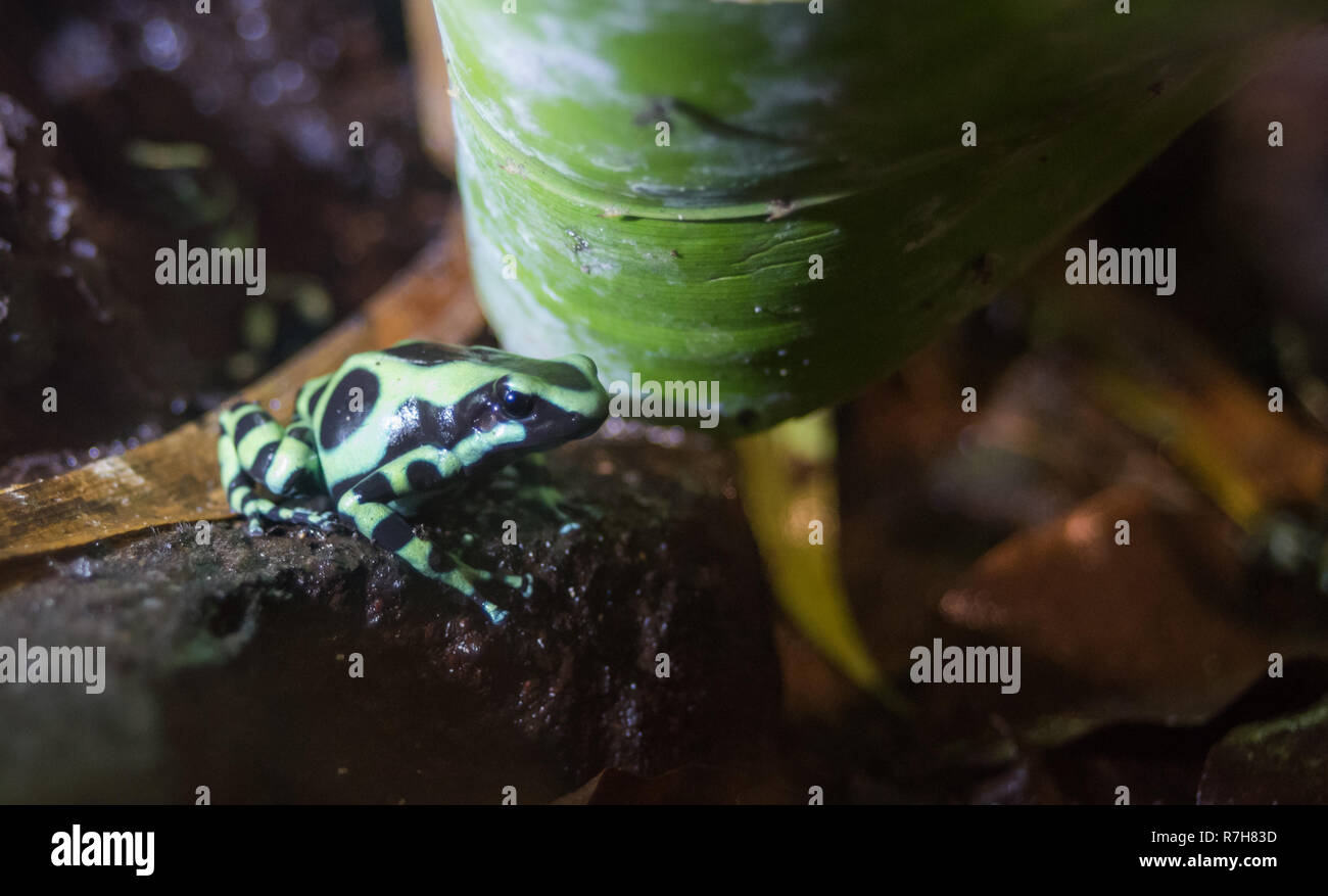 Green and black poison dart frog (Dendrobates auratus) dans son environnement de réadaptation. Banque D'Images