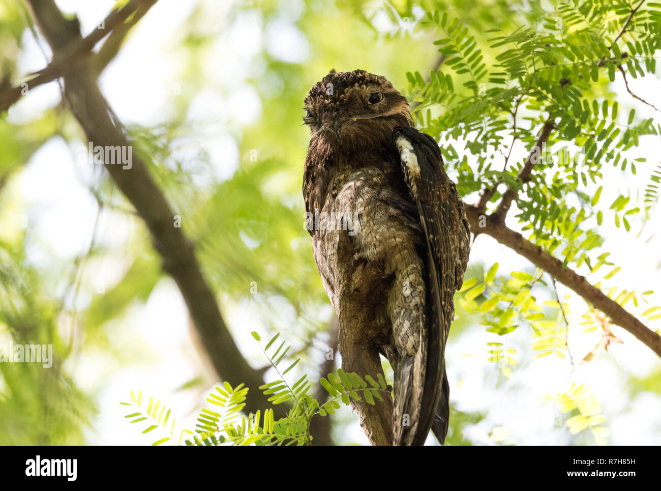 Urutau Common Potoo (Nyctibius griseus) un vieux sage à la direction générale de la chouette perchée sur un moignon dans Costa Rica forêt. Banque D'Images