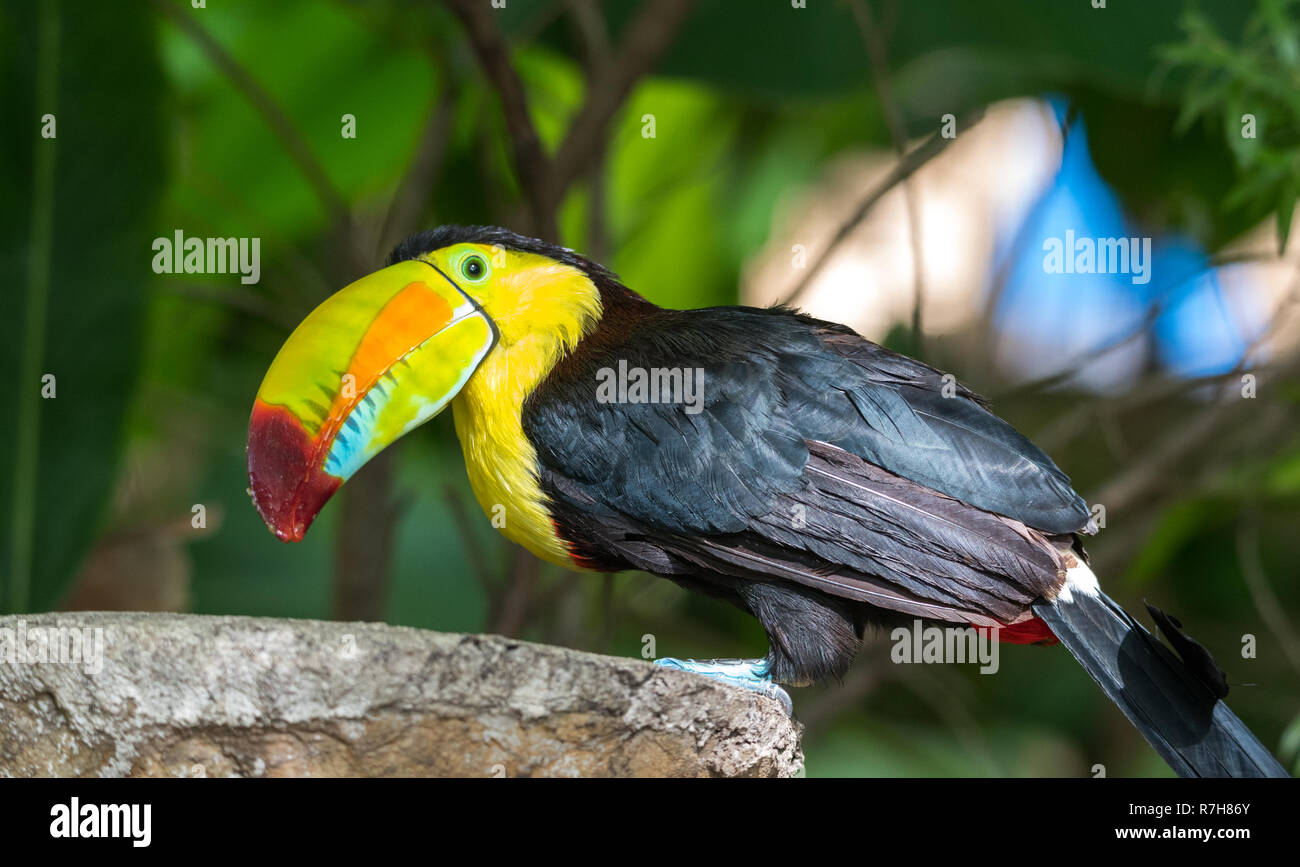 Keel (Ramphastos sulfuratus toucan bec), AKA breasted soufre ou bec arc-en-ciel toucan. Pays latino-américain membre de la famille de Toucan. Banque D'Images