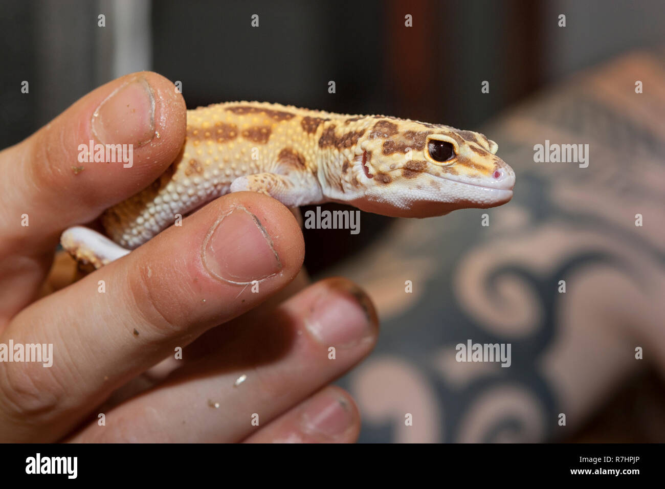 Un gecko léopard commun (Eublepharis macularius) main tenue par son propriétaire Banque D'Images