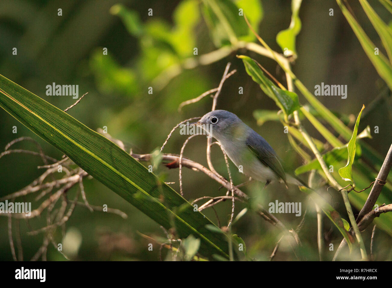 Gobemoucheron gris-bleu Polioptila caerulea perches dans le pinceau d'un marécage à Naples, Floride Banque D'Images