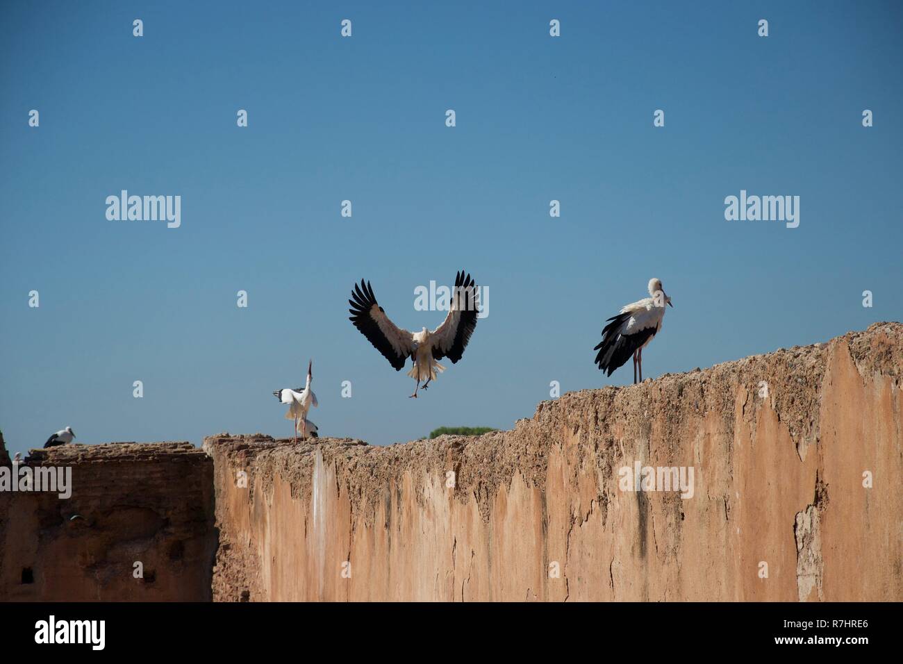 Une cigogne, ailes déployées, angelically atterrit sur un mur entre deux autres Banque D'Images