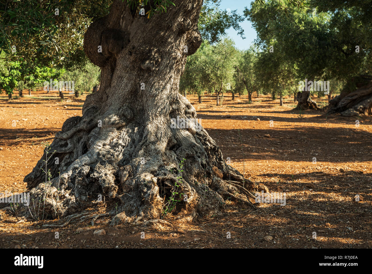 Plantation olive méditerranéenne avec un vieil olivier au premier plan. Banque D'Images