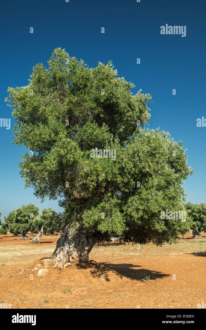 Plantation olive méditerranéenne avec un vieil olivier au premier plan. Banque D'Images