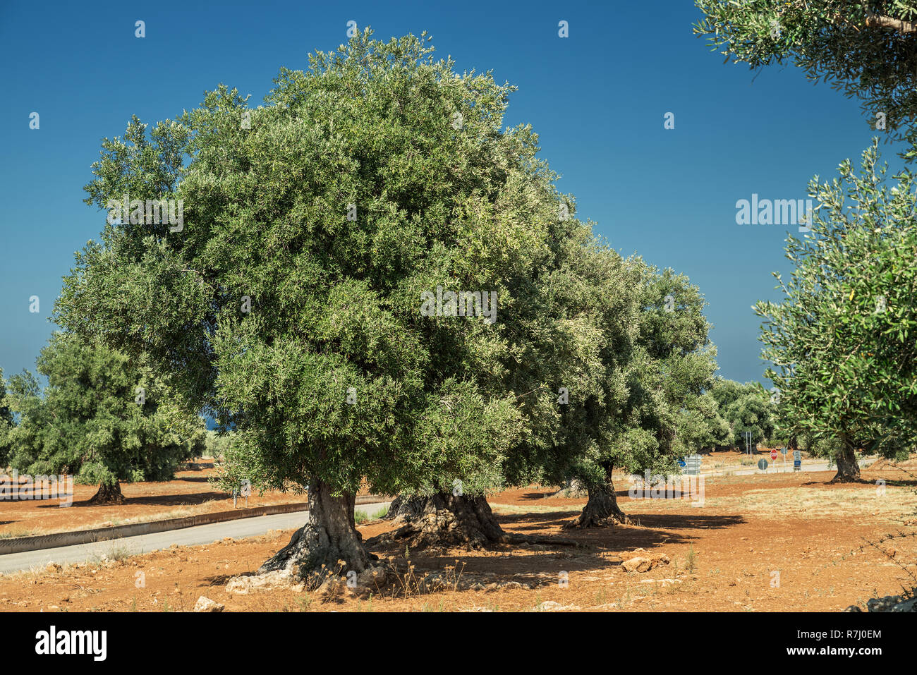 Plantation olive méditerranéenne avec un vieil olivier au premier plan. Banque D'Images