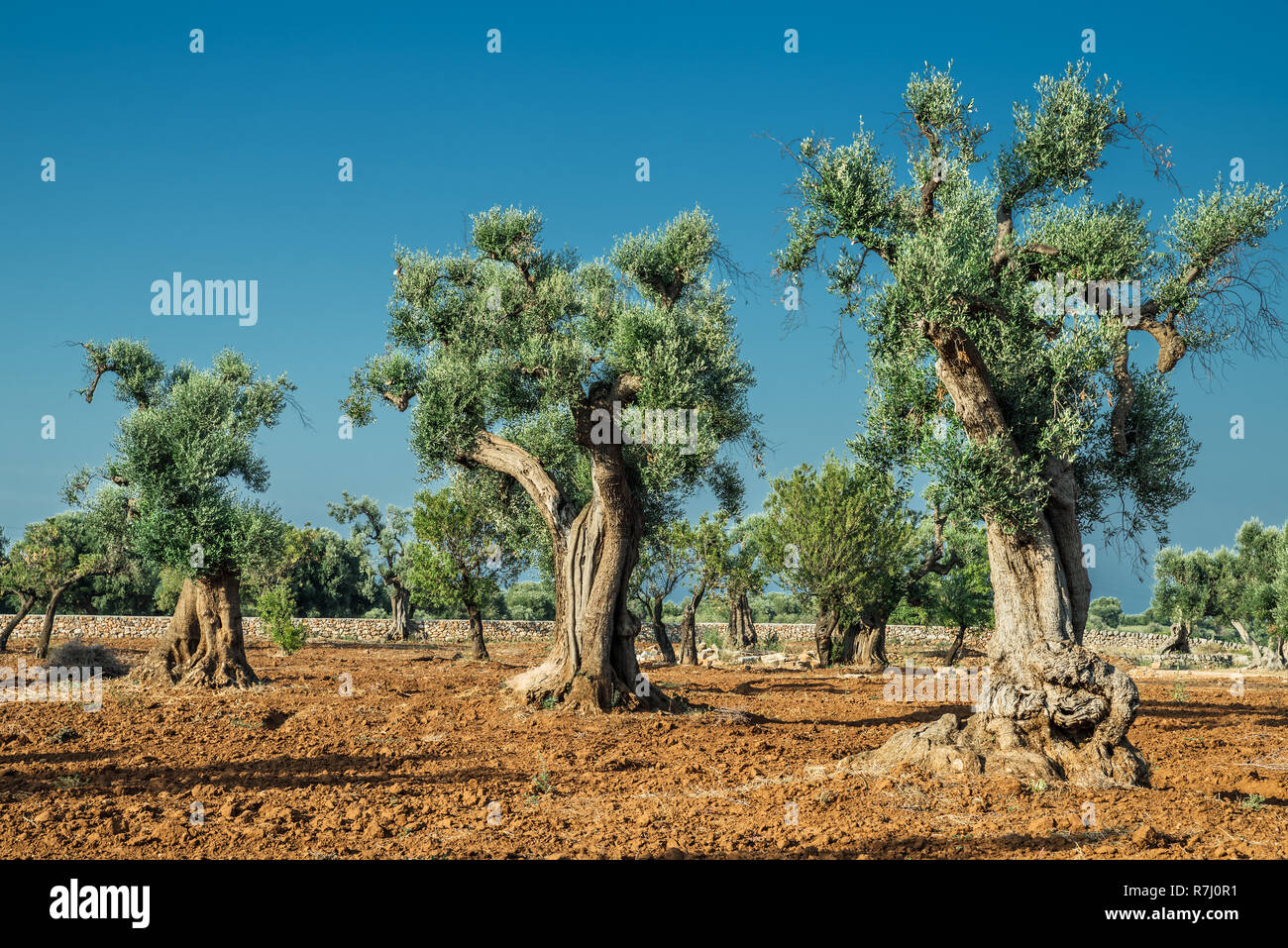 Plantation olive méditerranéenne avec un vieil olivier au premier plan. Banque D'Images