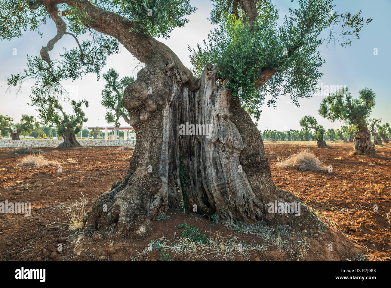 Plantation olive méditerranéenne avec un vieil olivier au premier plan. Banque D'Images