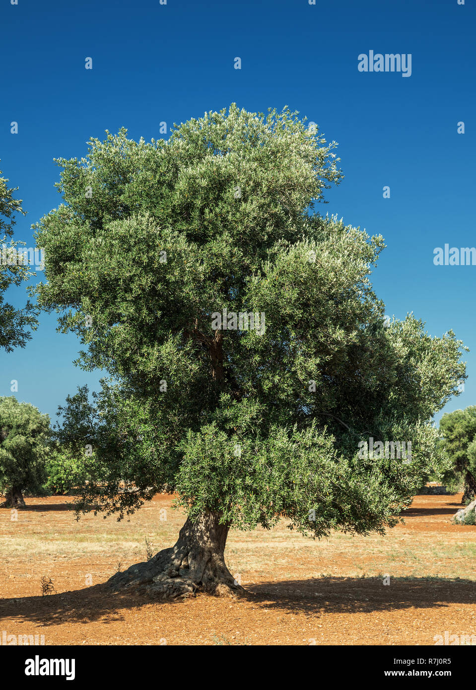 Plantation olive méditerranéenne avec un vieil olivier au premier plan. Banque D'Images