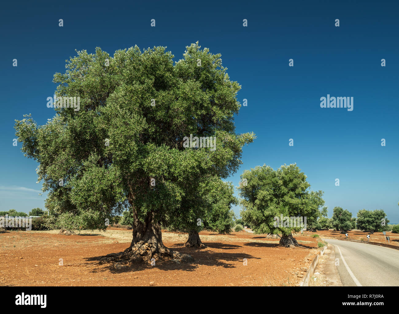 Plantation olive méditerranéenne avec un vieil olivier au premier plan. Banque D'Images