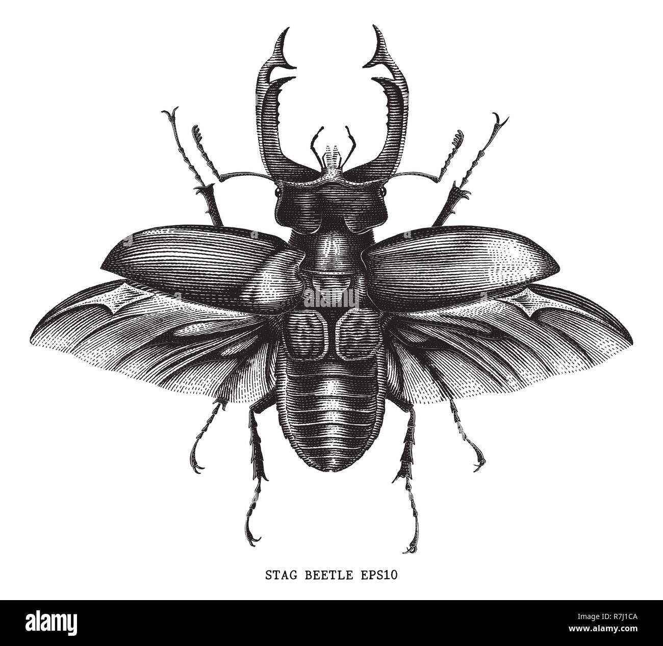 Des insectes anciens stag beetle bug gravure illustration style vintage isolé sur fond blanc Illustration de Vecteur
