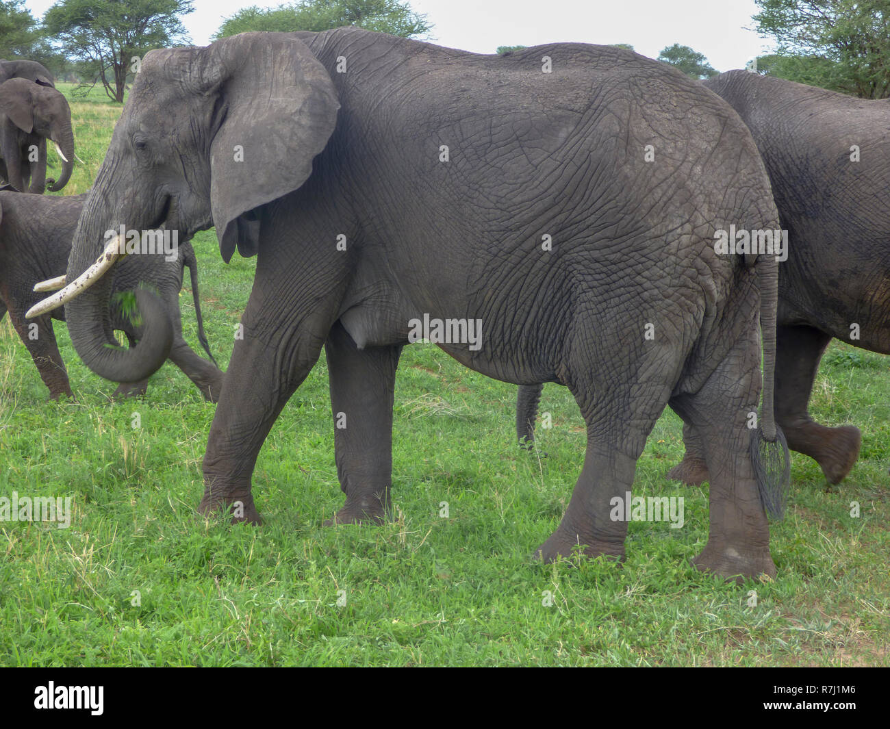 L'Afrique, Tanzanie, un troupeau de bush africain Elephant (Loxodonta africana) reste dans l'ombre Banque D'Images