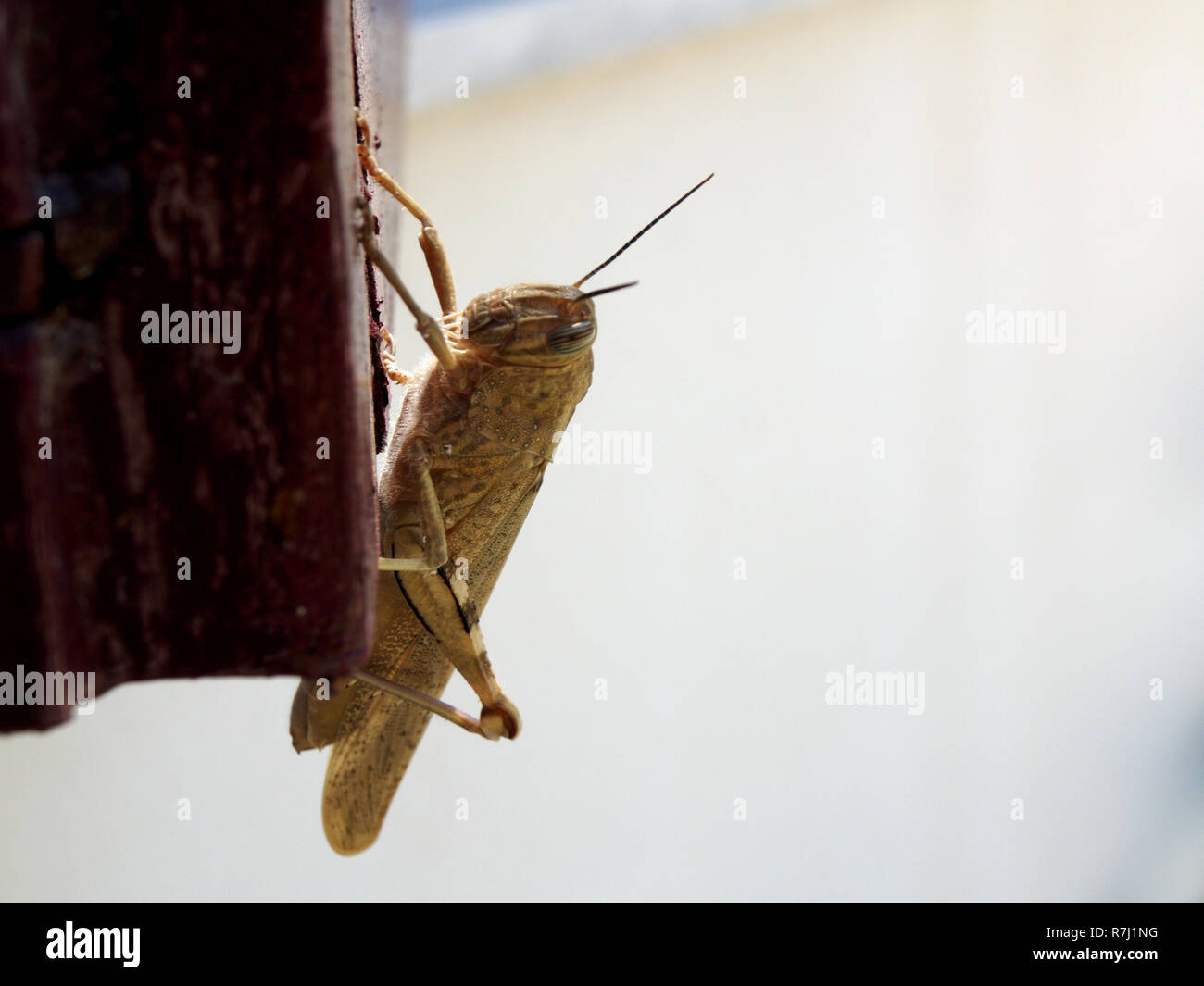 Anacridium aegyptium - criquet égyptien reposant sur l'obturateur en bois à Corfou, Grèce Banque D'Images