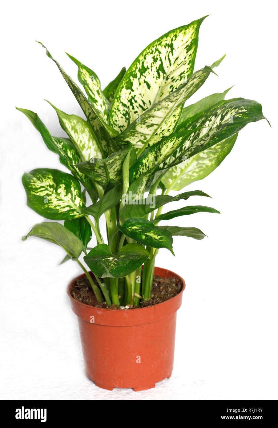 Dieffenbachia ou dumbcane isolé sur fond blanc en pot de fleurs. Dieffenbachia seguine, également connu sous le nom de dumbcane Banque D'Images