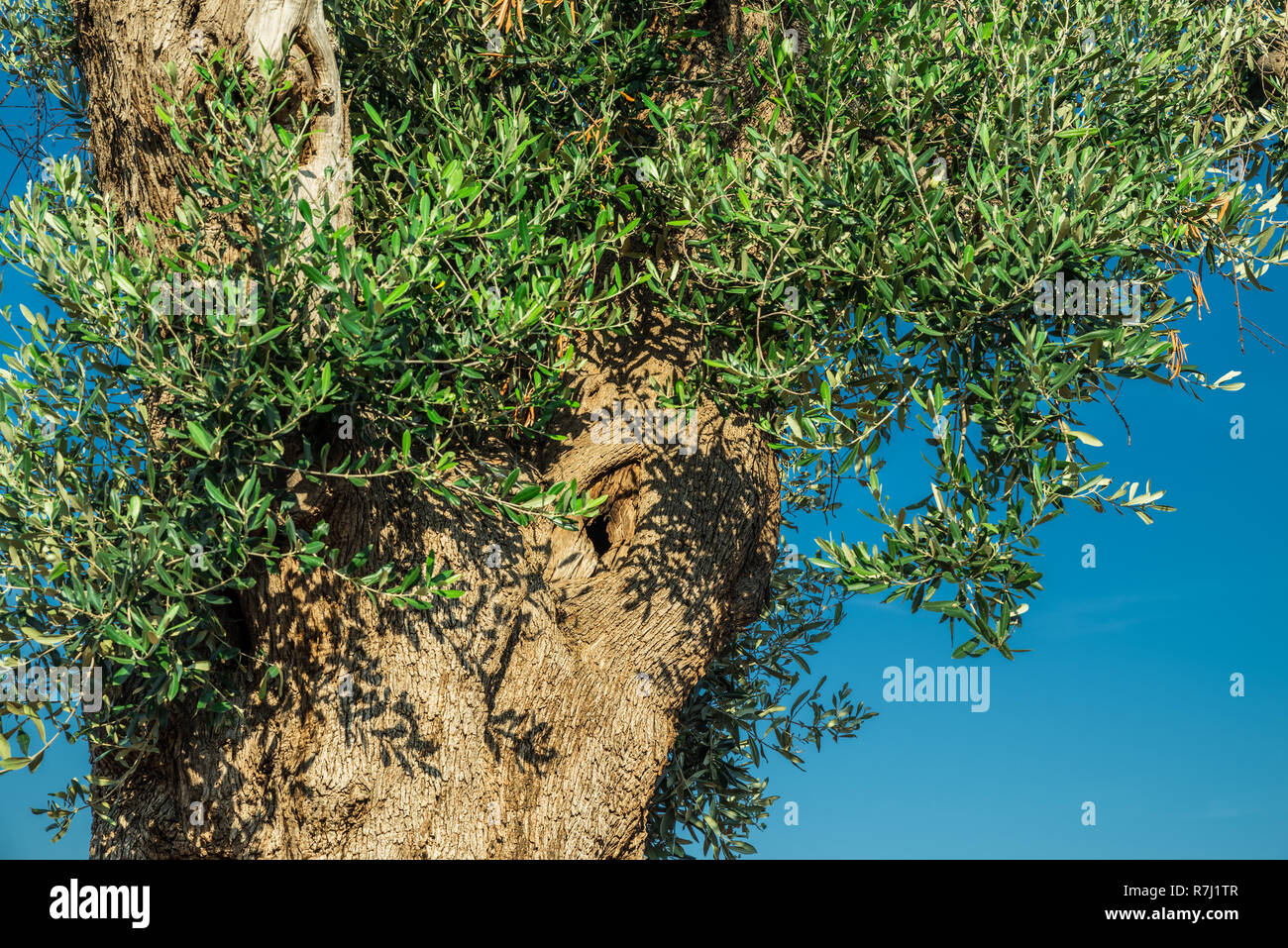 Plantation olive méditerranéenne avec un vieil olivier au premier plan. Banque D'Images