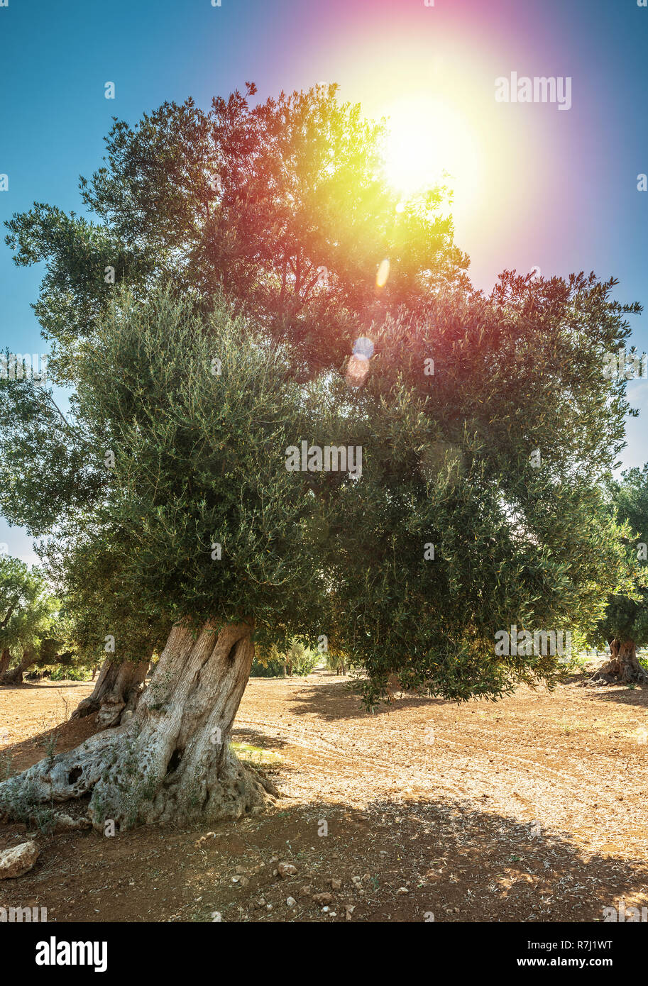 Plantation olive méditerranéenne avec un vieil olivier au premier plan. Banque D'Images