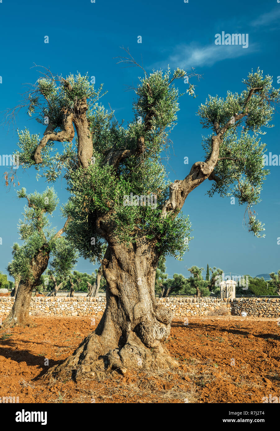 Plantation olive méditerranéenne avec un vieil olivier au premier plan. Banque D'Images