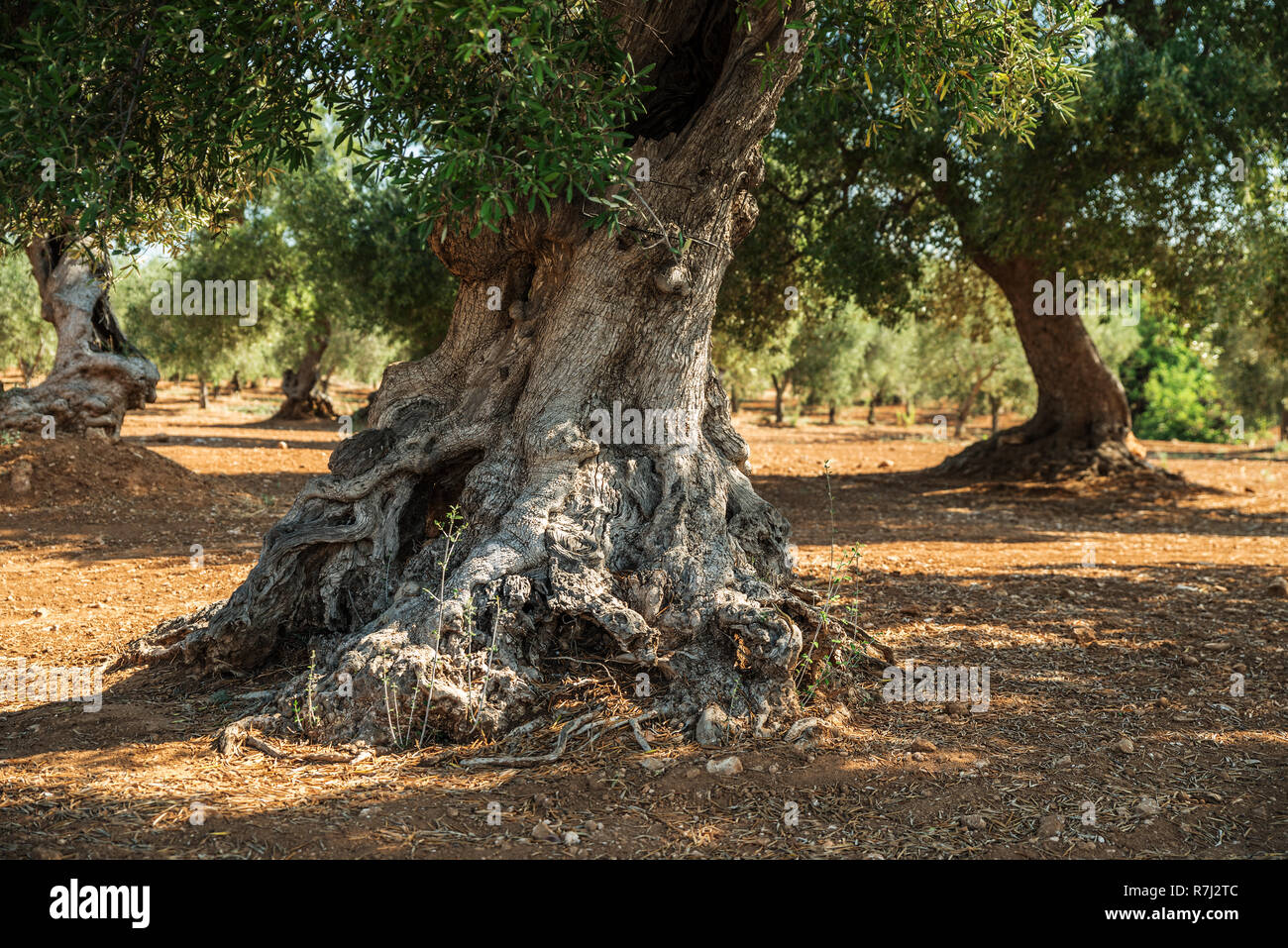Plantation olive méditerranéenne avec un vieil olivier au premier plan. Banque D'Images