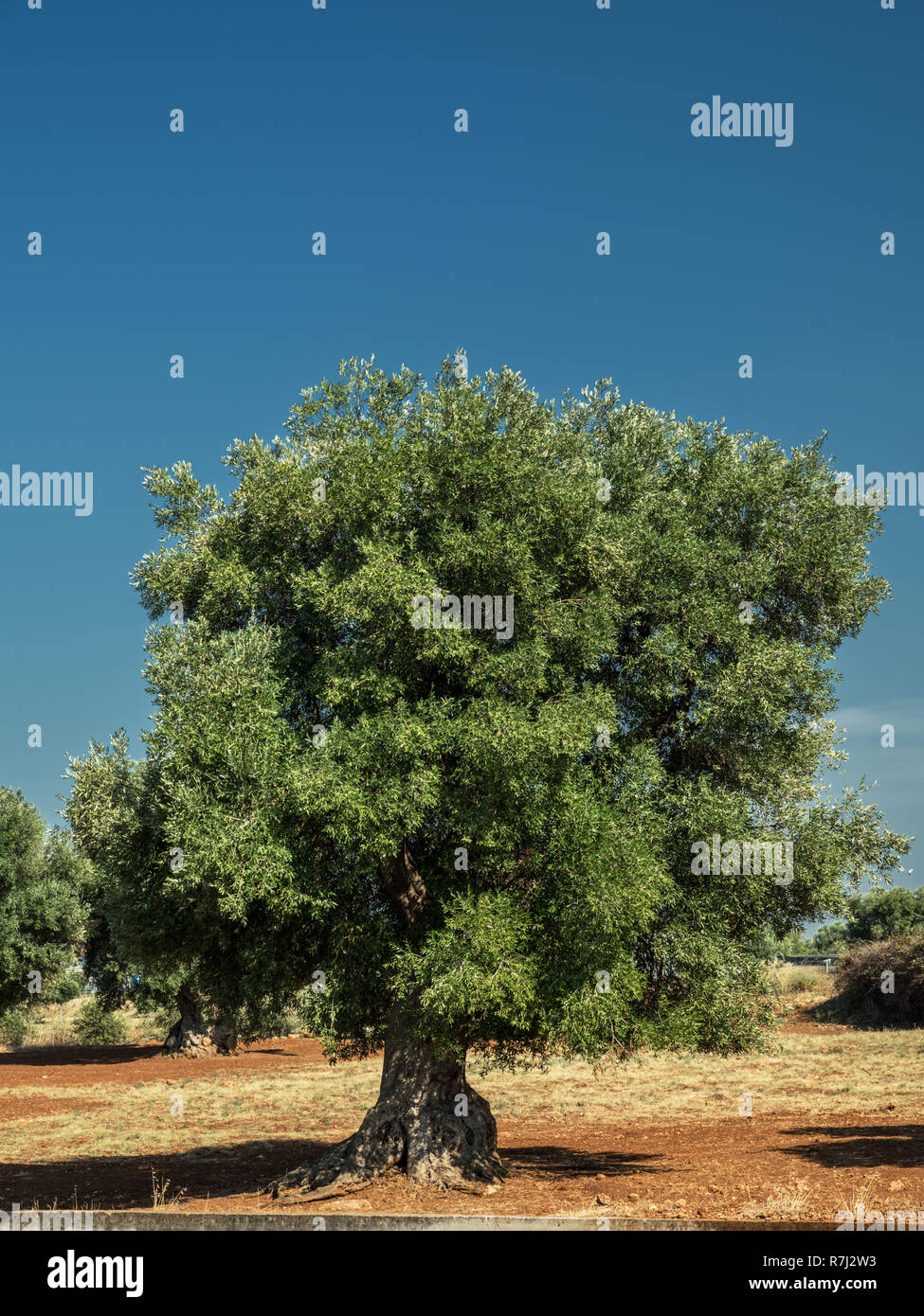 Plantation olive méditerranéenne avec un vieil olivier au premier plan. Banque D'Images